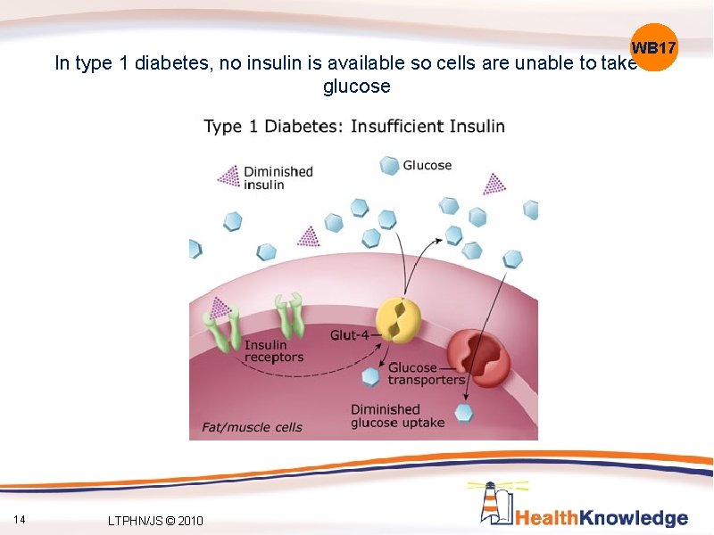 WB 17 In type 1 diabetes, no insulin is available so cells are unable