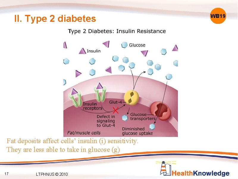 II. Type 2 diabetes Fat deposits affect cells’ insulin (i) sensitivity. They are less