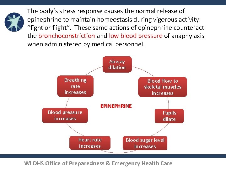 The body’s stress response causes the normal release of epinephrine to maintain homeostasis during