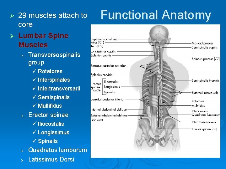 29 muscles attach to core Ø Lumbar Spine Muscles Ø Ø Transversospinalis group ü