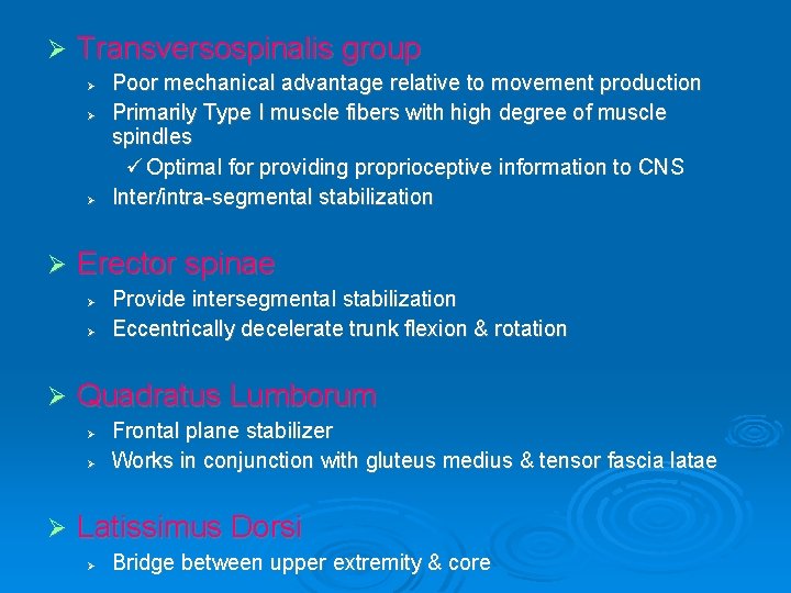 Ø Transversospinalis group Ø Ø Erector spinae Ø Ø Ø Provide intersegmental stabilization Eccentrically