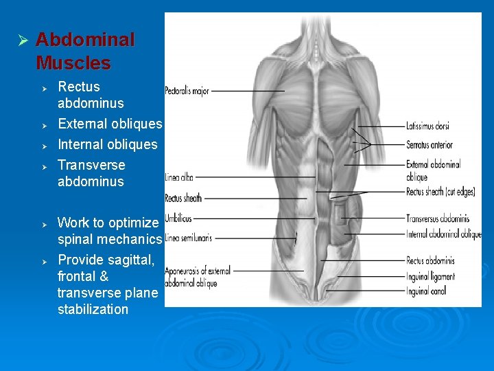 Ø Abdominal Muscles Ø Ø Ø Rectus abdominus External obliques Internal obliques Transverse abdominus