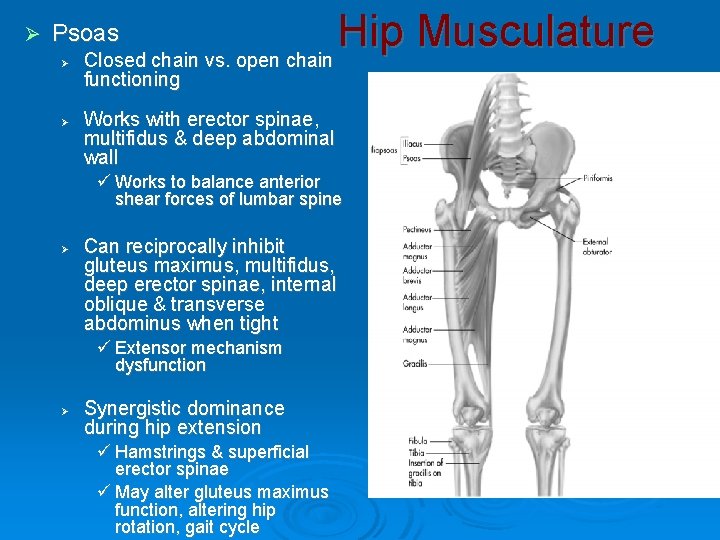 Ø Hip Musculature Closed chain vs. open chain Psoas Ø Ø functioning Works with