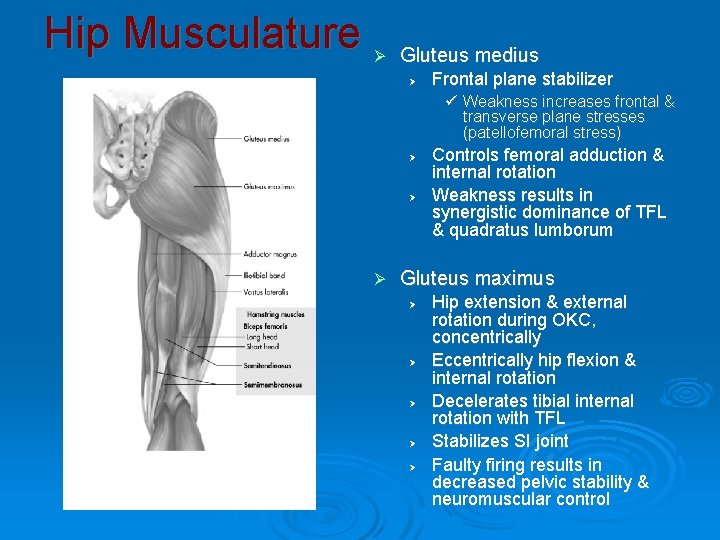 Hip Musculature Ø Gluteus medius Ø Frontal plane stabilizer ü Weakness increases frontal &