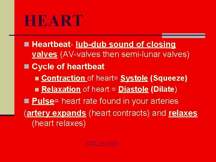 HEART n Heartbeat- lub-dub sound of closing valves (AV-valves then semi-lunar valves) n Cycle
