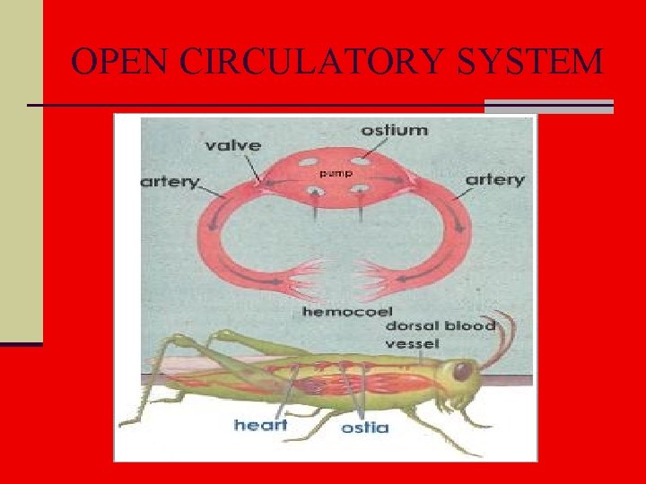 OPEN CIRCULATORY SYSTEM 