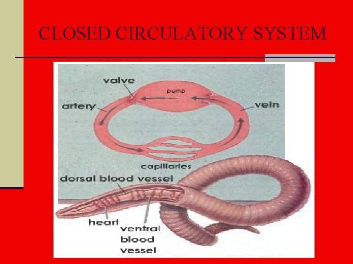 CLOSED CIRCULATORY SYSTEM 