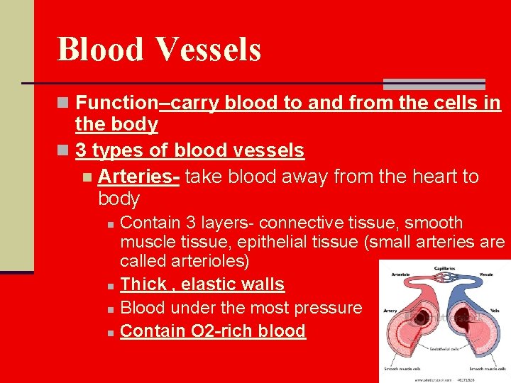Blood Vessels n Function–carry blood to and from the cells in the body n