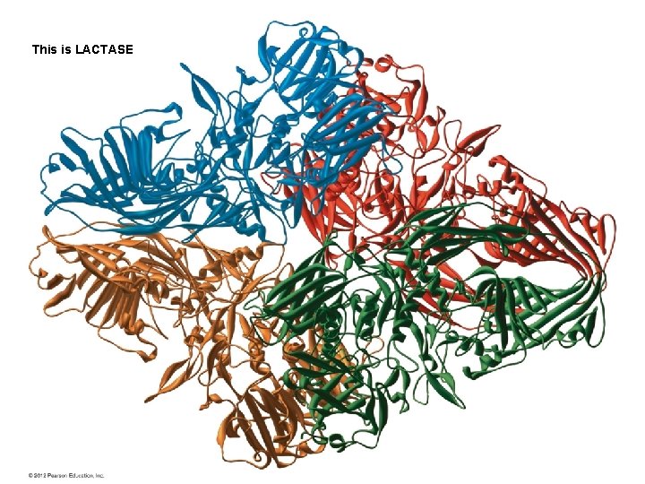 This is LACTASE This is LACTASE