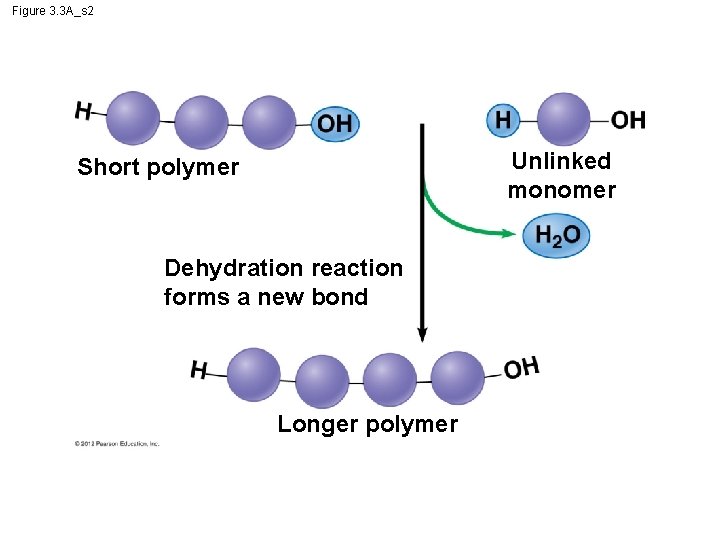 Figure 3. 3 A_s 2 Unlinked monomer Short polymer Dehydration reaction forms a new Figure 3. 3 A_s 2 Unlinked monomer Short polymer Dehydration reaction forms a new