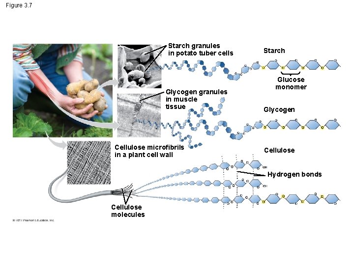 Figure 3. 7 Starch granules in potato tuber cells Glycogen granules in muscle tissue Figure 3. 7 Starch granules in potato tuber cells Glycogen granules in muscle tissue