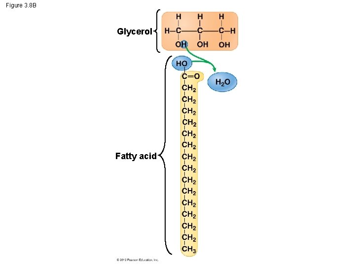 Figure 3. 8 B Glycerol Fatty acid Figure 3. 8 B Glycerol Fatty acid