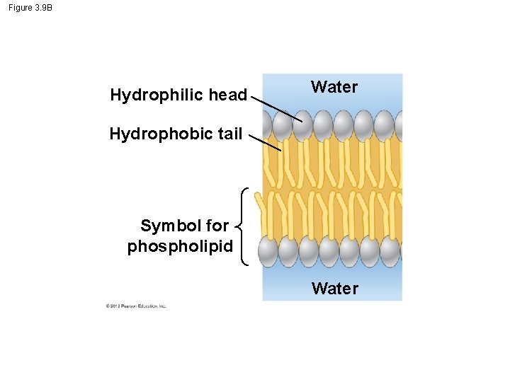 Figure 3. 9 B Hydrophilic head Water Hydrophobic tail Symbol for phospholipid Water Figure 3. 9 B Hydrophilic head Water Hydrophobic tail Symbol for phospholipid Water