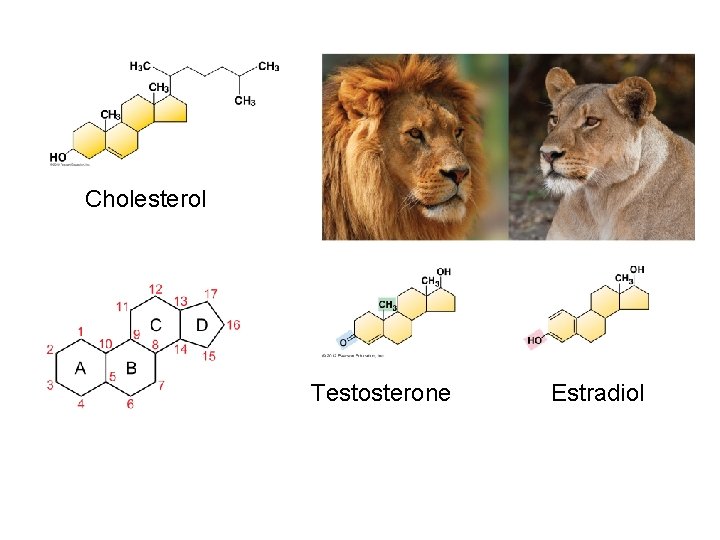 Cholesterol Testosterone Estradiol Cholesterol Testosterone Estradiol