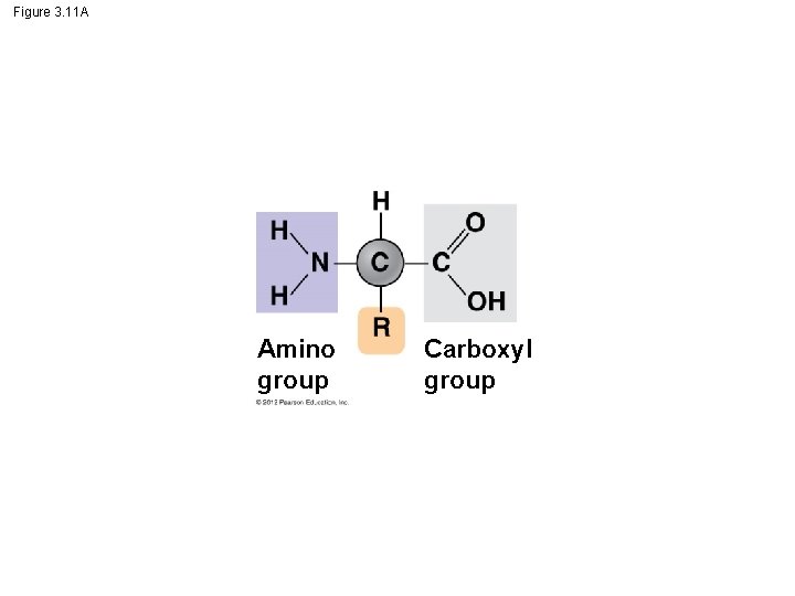 Figure 3. 11 A Amino group Carboxyl group Figure 3. 11 A Amino group Carboxyl group