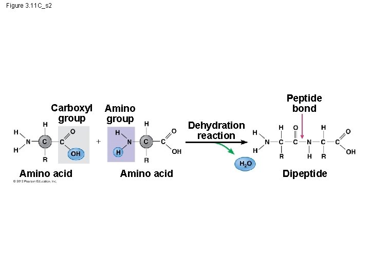 Figure 3. 11 C_s 2 Carboxyl group Amino acid Amino group Amino acid Peptide Figure 3. 11 C_s 2 Carboxyl group Amino acid Amino group Amino acid Peptide