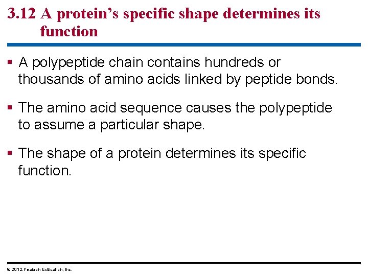 3. 12 A protein’s specific shape determines its function § A polypeptide chain contains 3. 12 A protein’s specific shape determines its function § A polypeptide chain contains