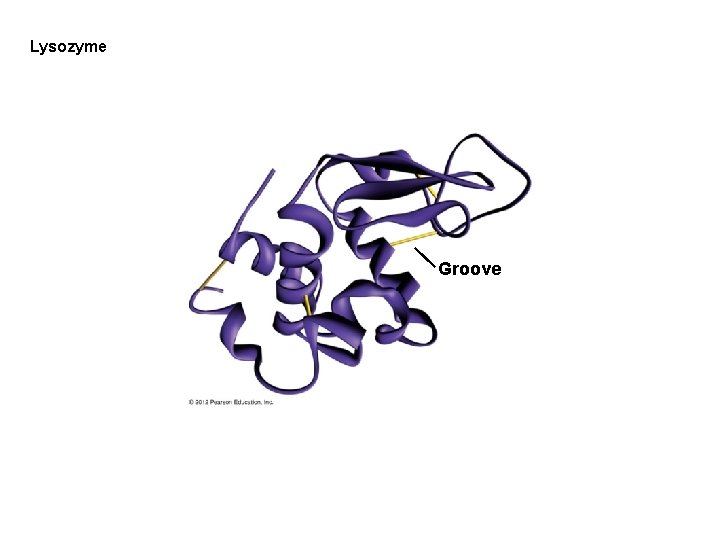 Lysozyme Groove Lysozyme Groove