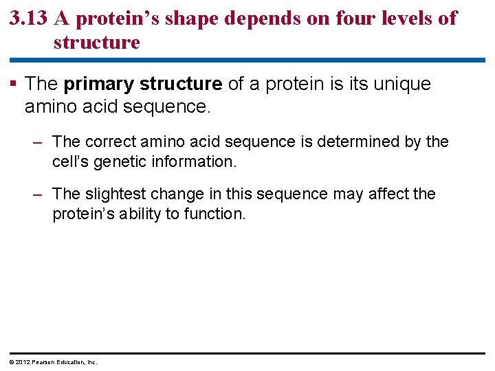 3. 13 A protein’s shape depends on four levels of structure § The primary 3. 13 A protein’s shape depends on four levels of structure § The primary