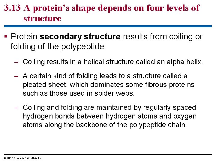 3. 13 A protein’s shape depends on four levels of structure § Protein secondary 3. 13 A protein’s shape depends on four levels of structure § Protein secondary
