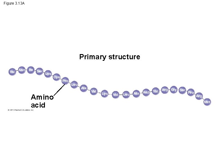 Figure 3. 13 A Primary structure Amino acid Figure 3. 13 A Primary structure Amino acid