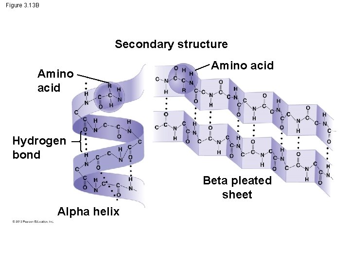 Figure 3. 13 B Secondary structure Amino acid Hydrogen bond Beta pleated sheet Alpha Figure 3. 13 B Secondary structure Amino acid Hydrogen bond Beta pleated sheet Alpha
