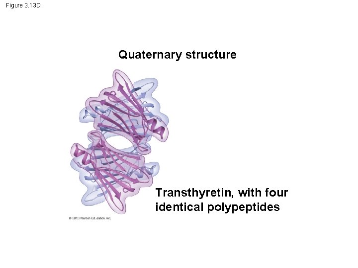 Figure 3. 13 D Quaternary structure Transthyretin, with four identical polypeptides Figure 3. 13 D Quaternary structure Transthyretin, with four identical polypeptides