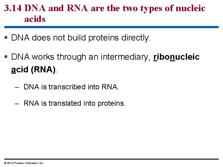 3. 14 DNA and RNA are the two types of nucleic acids § DNA 3. 14 DNA and RNA are the two types of nucleic acids § DNA