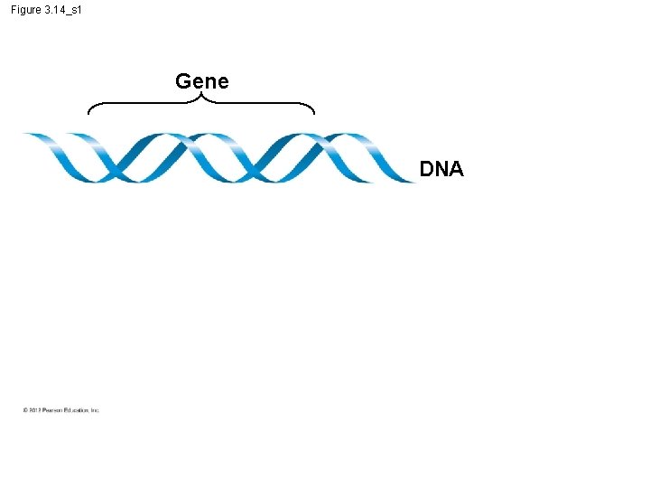 Figure 3. 14_s 1 Gene DNA Figure 3. 14_s 1 Gene DNA
