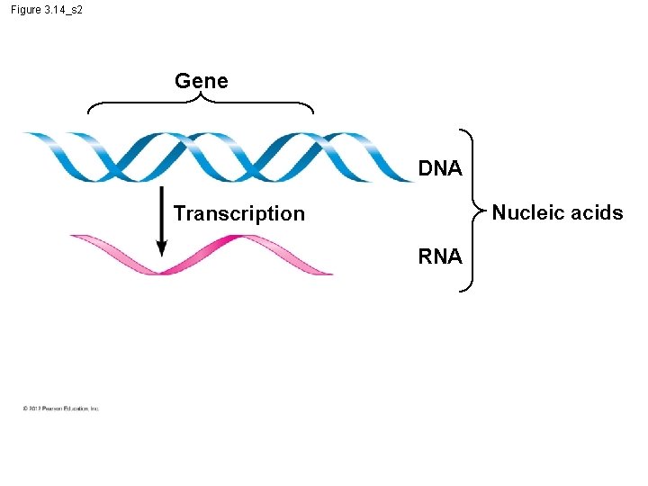 Figure 3. 14_s 2 Gene DNA Nucleic acids Transcription RNA Figure 3. 14_s 2 Gene DNA Nucleic acids Transcription RNA