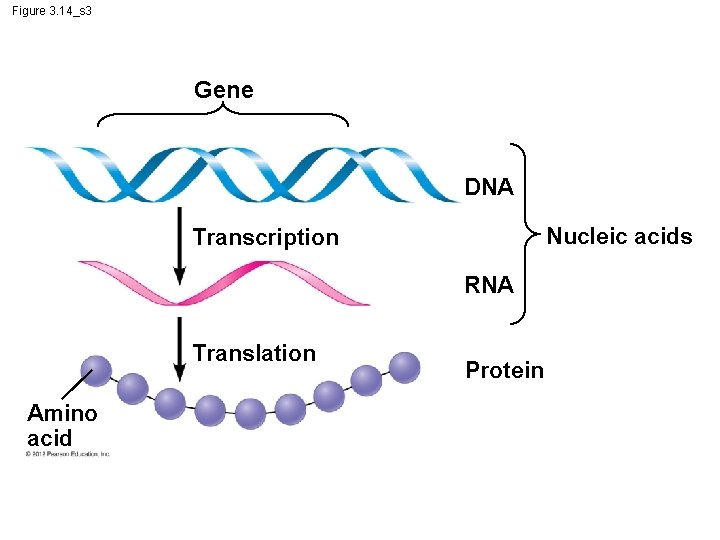 Figure 3. 14_s 3 Gene DNA Nucleic acids Transcription RNA Translation Amino acid Protein Figure 3. 14_s 3 Gene DNA Nucleic acids Transcription RNA Translation Amino acid Protein