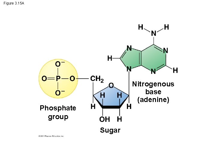 Figure 3. 15 A Nitrogenous base (adenine) Phosphate group Sugar Figure 3. 15 A Nitrogenous base (adenine) Phosphate group Sugar