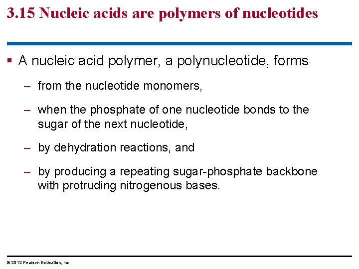 3. 15 Nucleic acids are polymers of nucleotides § A nucleic acid polymer, a 3. 15 Nucleic acids are polymers of nucleotides § A nucleic acid polymer, a
