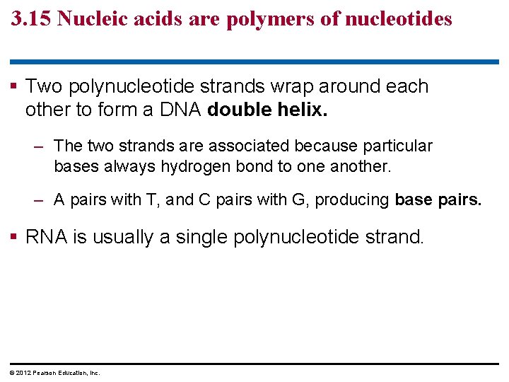 3. 15 Nucleic acids are polymers of nucleotides § Two polynucleotide strands wrap around 3. 15 Nucleic acids are polymers of nucleotides § Two polynucleotide strands wrap around