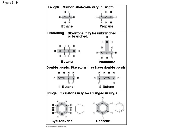 Figure 3. 1 B Length. Carbon skeletons vary in length. Ethane Propane Branching. Skeletons Figure 3. 1 B Length. Carbon skeletons vary in length. Ethane Propane Branching. Skeletons