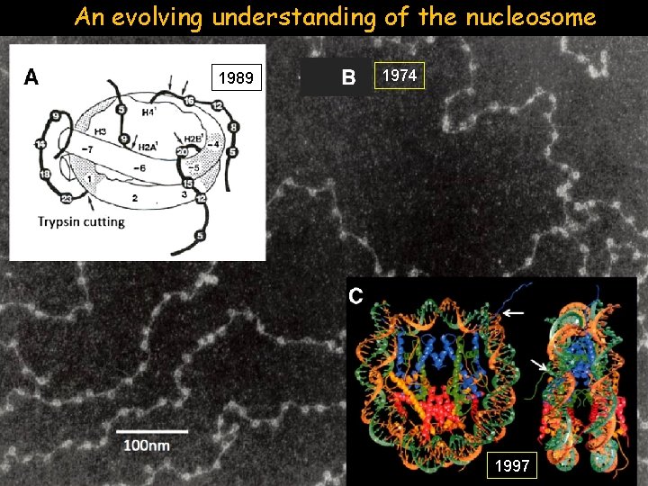 An evolving understanding of the nucleosome 1989 1974 1997 