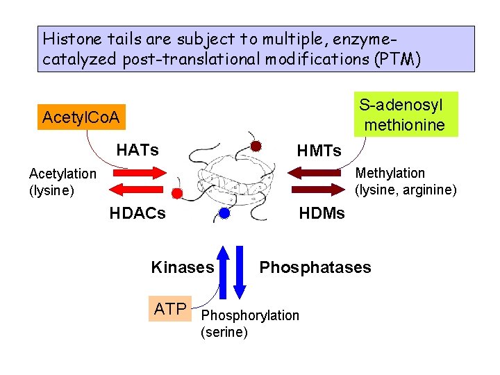 Histone tails are subject to multiple, enzymecatalyzed post-translational modifications (PTM) S-adenosyl methionine Acetyl. Co.