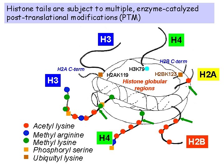 Histone tails are subject to multiple, enzyme-catalyzed post-translational modifications (PTM) H 3 H 4