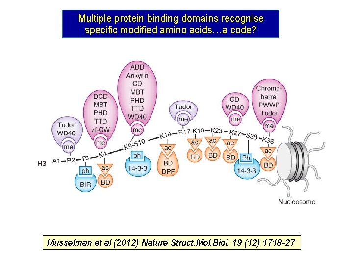 Multiple protein binding domains recognise specific modified amino acids…a code? Musselman et al (2012)