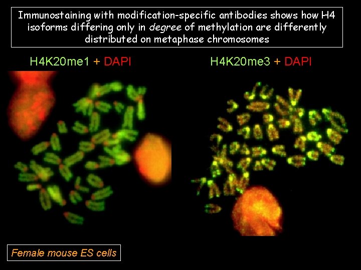 Immunostaining with modification-specific antibodies shows how H 4 isoforms differing only in degree of