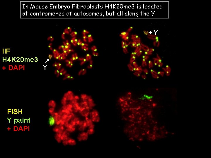 In Mouse Embryo Fibroblasts H 4 K 20 me 3 is located at centromeres