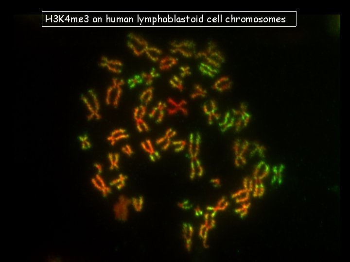 H 3 K 4 me 3 on human lymphoblastoid cell chromosomes 