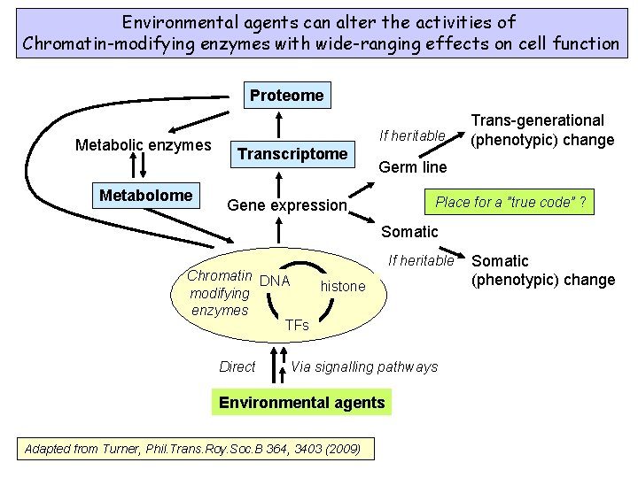 Environmental agents can alter the activities of Chromatin-modifying enzymes with wide-ranging effects on cell