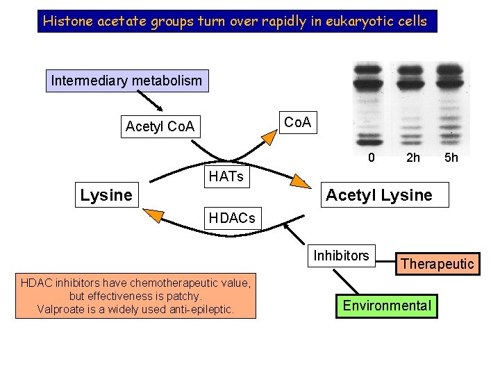 Histone acetate groups turn over rapidly in eukaryotic cells Intermediary metabolism Co. A Acetyl
