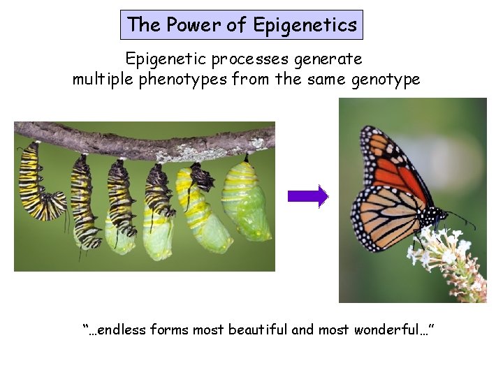 The Power of Epigenetics Epigenetic processes generate multiple phenotypes from the same genotype “…endless