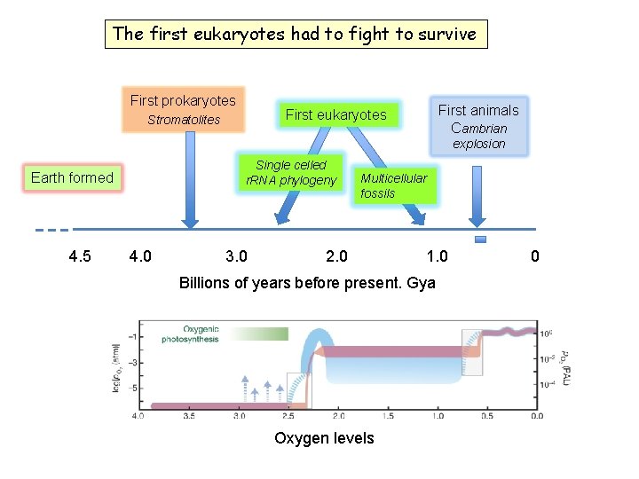 The first eukaryotes had to fight to survive First prokaryotes First animals Cambrian First