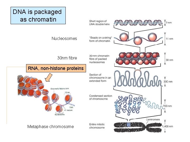 DNA is packaged as chromatin Nucleosomes 30 nm fibre RNA, non-histone proteins Metaphase chromosome