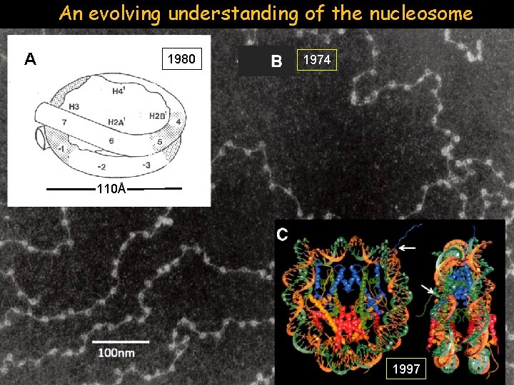 An evolving understanding of the nucleosome A 1980 1974 110Å 1997 
