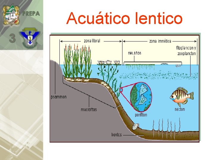 Acuático lentico 