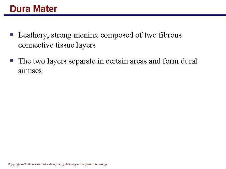 Dura Mater § Leathery, strong meninx composed of two fibrous connective tissue layers §